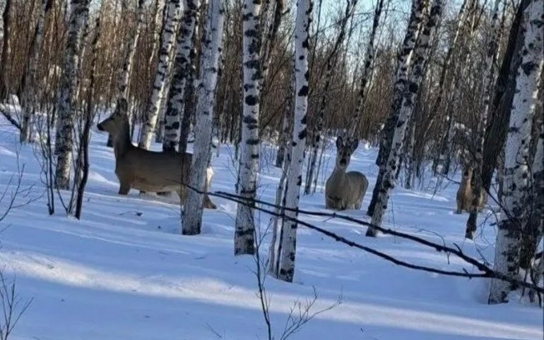 В Таштыпской тайге образовался плотный наст. Из-за этого копытных подкармливают