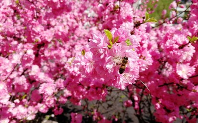 До +25°: какой будет погода в Хакасии в апреле