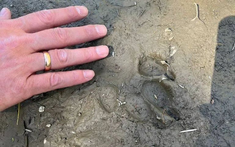 Следы медведя замечены в тайге у Сизой