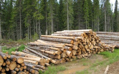 Абазинец срубил деревья на 75 тысяч
