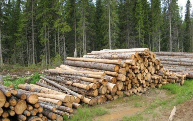 Абазинец срубил деревья на 75 тысяч