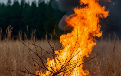 900 тыс. руб. за лесной пожар выплатил саяногорец