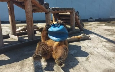 Медведица Бусинка из Абаканского зоопарка мило и увлеченно играет с новой «игрушкой»