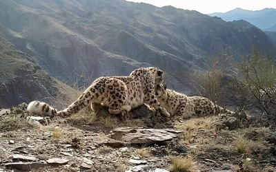 Кошачья нежность и флирт: знакомство ирбисов попало в объектив в Саяно-Шушенском заповеднике