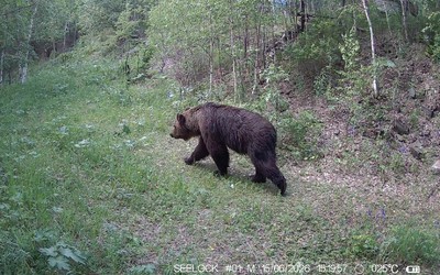 Из-за медведей для туристов временно закрывают маршрут «ЭкоБорус»