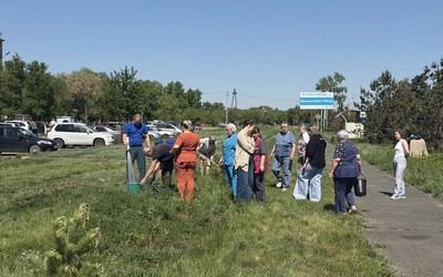 Молодые сосны высадили у хирургического корпуса Черногорской больницы