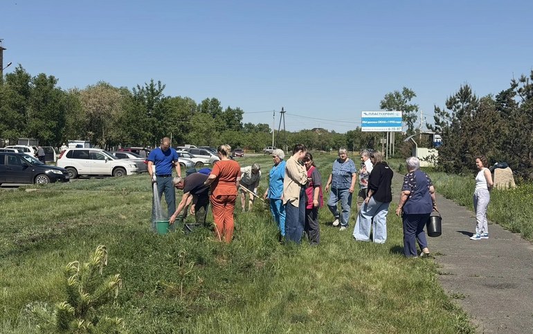 Молодые сосны высадили у хирургического корпуса Черногорской больницы