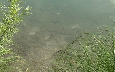 В пруду у Вершины Тёи утонул мужчина