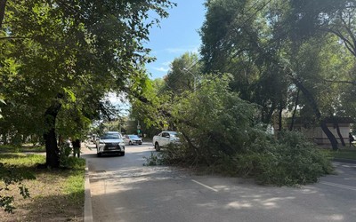 Дерево упало у ЗАГСа в Абакане