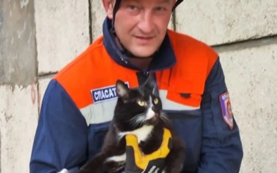 Кошку, упавшую с 6 этажа, спасали в Дивногорске