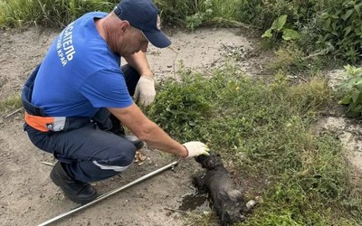 Щенок, угодивший в глубокий коллектор в Лесосибирске, провел в воде двое суток