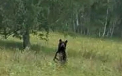 Охотники выслеживают медведя в Боградском районе