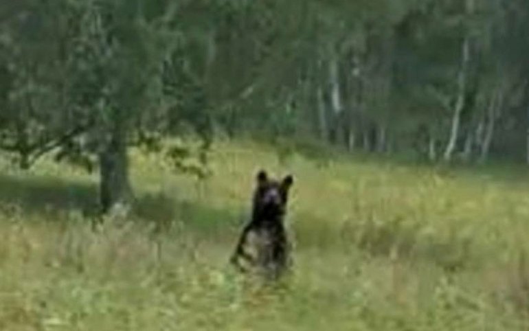 Охотники выслеживают медведя в Боградском районе