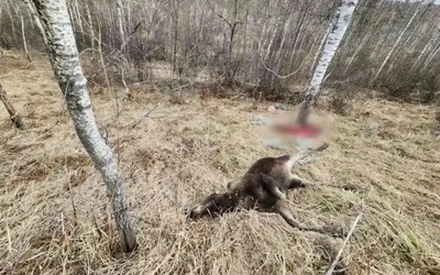 Двух лосих убил браконьер из Абакана. Его наказали штрафом в 800 тыс. руб. и дали условный срок