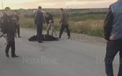 «Мама, там алабай. Нет, это - медведь!»: хищники пришли в Шира