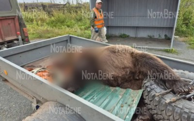 Из-за медведей в Таштыпском районе отменили все внеурочные занятия и секции по вечерам