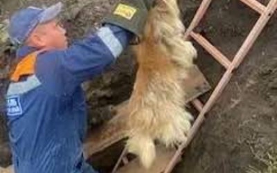 Сразу пять собак упали в яму в Шушенском. Их вызволяли спасатели
