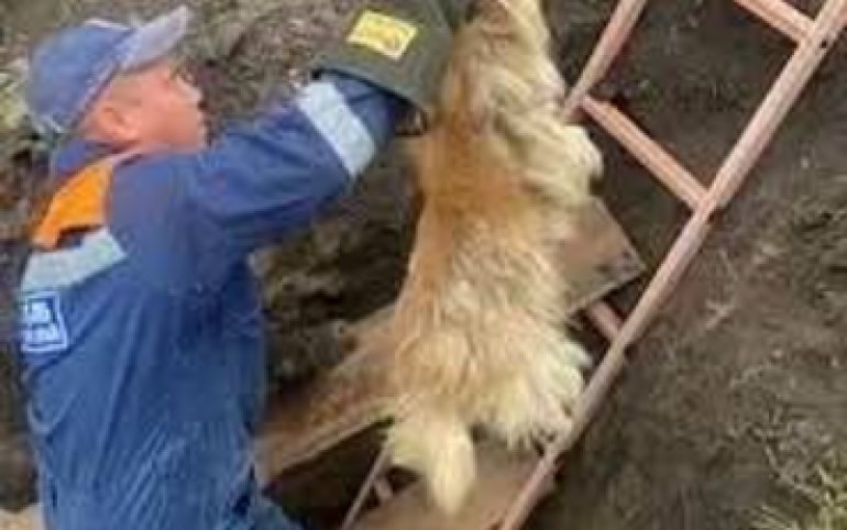 Сразу пять собак упали в яму в Шушенском. Их вызволяли спасатели
