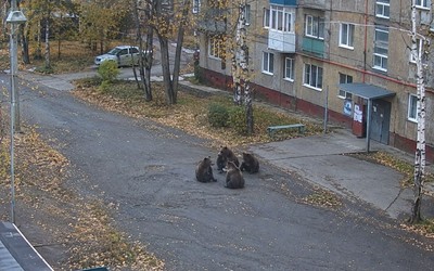 За ИИ-изображение с медведем в населенном пункте оштрафовали жительницу Забайкалья