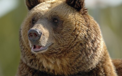Уже 115 медведей отстрелили в Хакасии в рамках регулирования