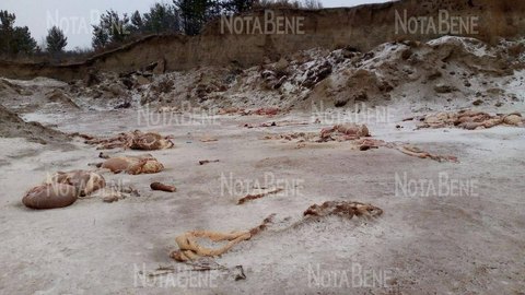 Беременность обвиняемой в краже и забое скота в Бейском районе подтвердили