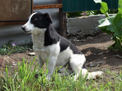 Собака в Хакасии спасла 3-летнего ребёнка от гибели под колёсами поезда