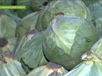 В Усть-Абаканском районе Хакасии фермер открыл овощехранилище на 600 тонн