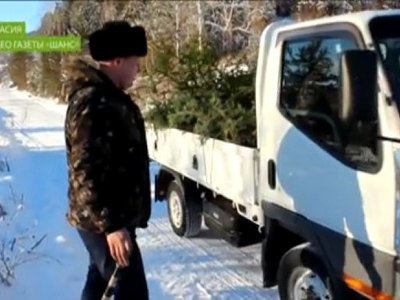 Полтысячи новогодних деревьев срубили в лесах Хакасии браконьеры