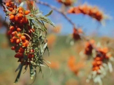 Хакасия может стать поставщиком жимолости и облепихи для всей страны