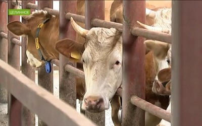 Фермеры Хакасии посоревнуются в мастерстве зачатия
