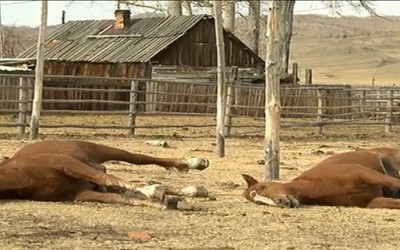 Массовая гибель лошадей в Усть-Абаканском районе
