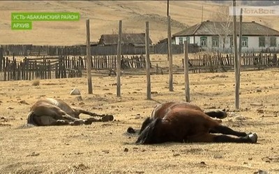 Препарат не виноват. Кони гибнут не от инъекции, говорит Минсельхоз Хакасии
