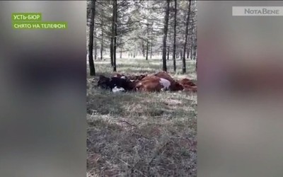 Незаконный скотомогильник в Усть-Бюре пропал