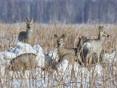 Косули Сибири пережили зиму без потерь