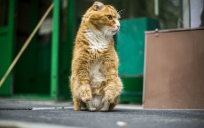 Кот с лапками, напечатанными на принтере, живёт в Новосибирске
