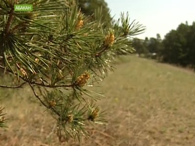 Первые природные пожары могут начаться в Хакасии уже в конце марта