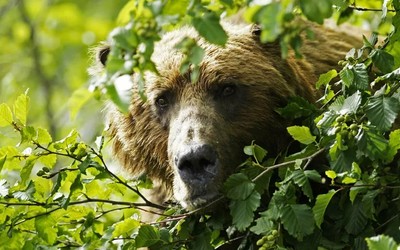В Туве ничего не знают о выжившем в берлоге