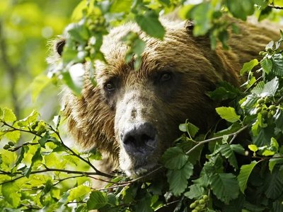 В Туве ничего не знают о выжившем в берлоге