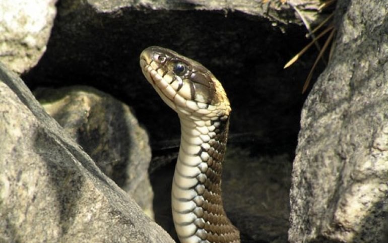 Змей сибири. Щитомордник змея в Хакасии. Гадюка в Хакасии. Змея в норе. Змея под камнем.