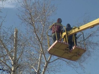 В Абакане идет подрезка деревьев