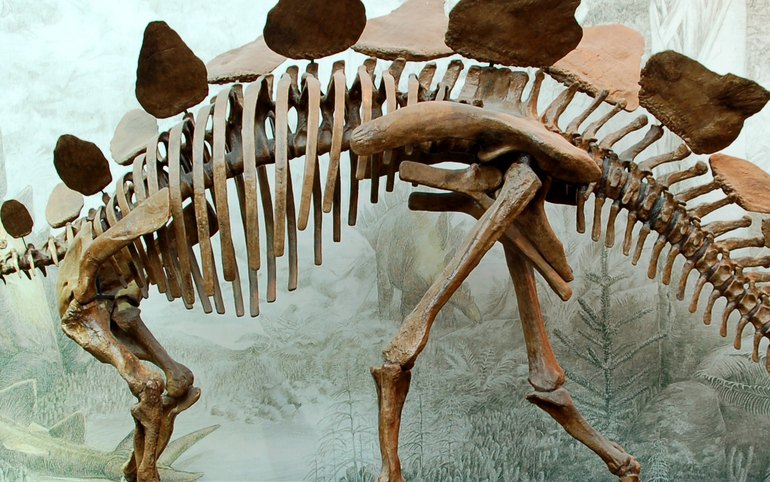 Самый древний в мире скелет динозавра в Красноярске | Медиагруппа "Юг  Сибири"