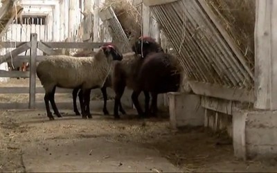 Теория поля: разведение овец и сельхозрынок
