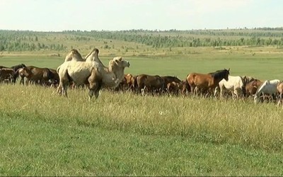 Теория поля: в гостях у фермера-экономиста