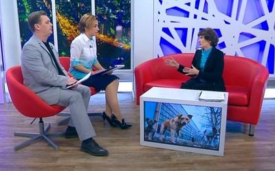 Местные власти теперь обязаны стерилизовать бродячих собак