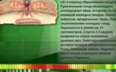 Программа от 10.08.2011