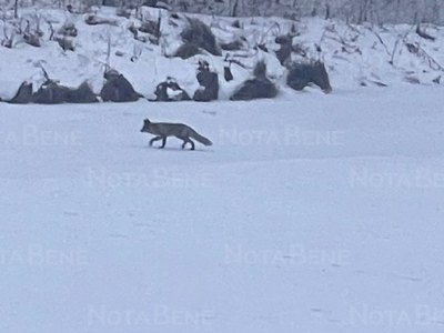 Лису в Абакане не отловили