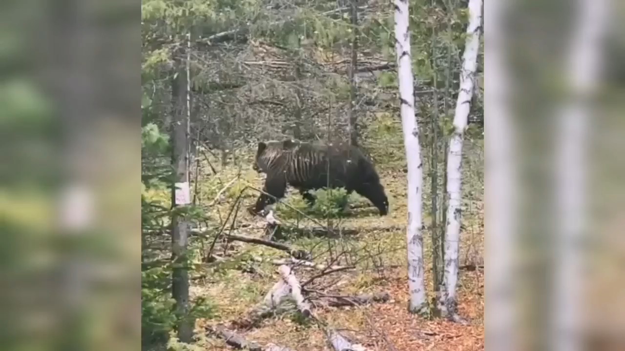 Медведь вышел на трассу в районе природного парка Ергаки