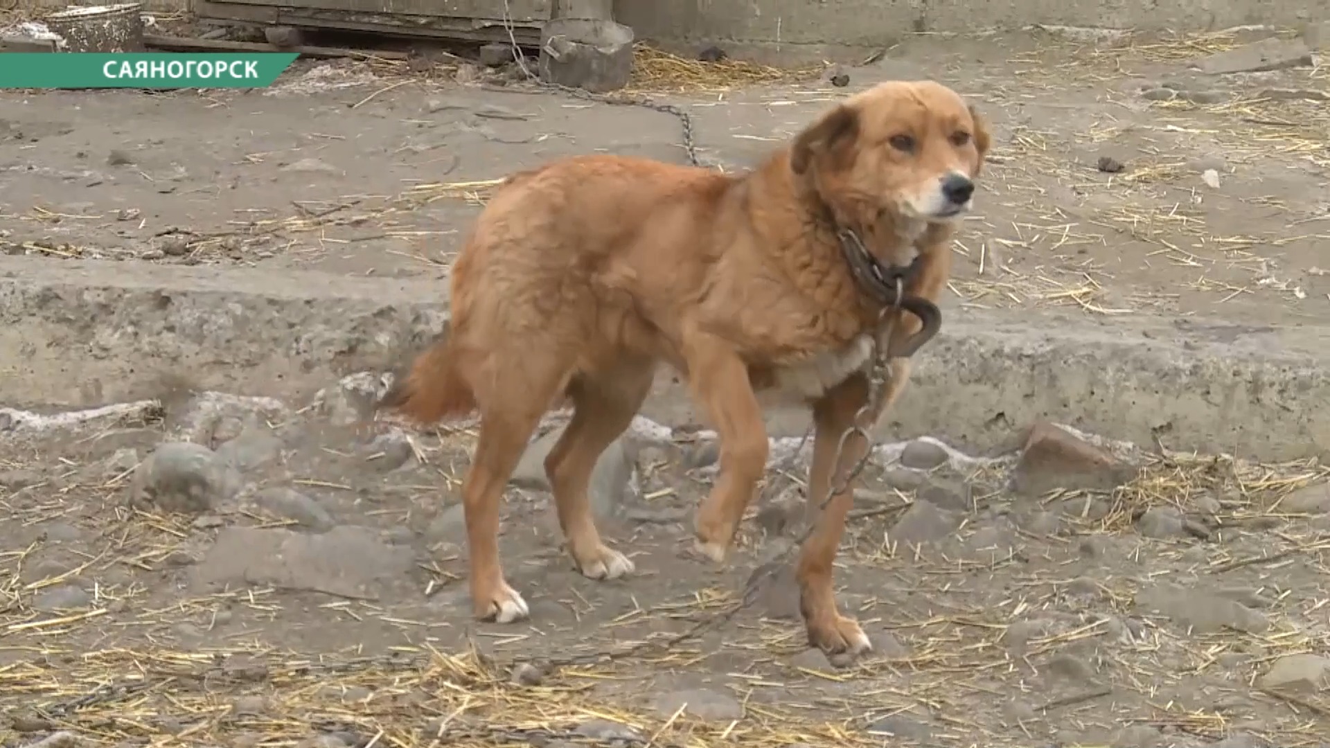 животные саяногорск. рыжий котенок с рукой на щеке. животные саяногорск. животные саяногорск. животные саяногорск.