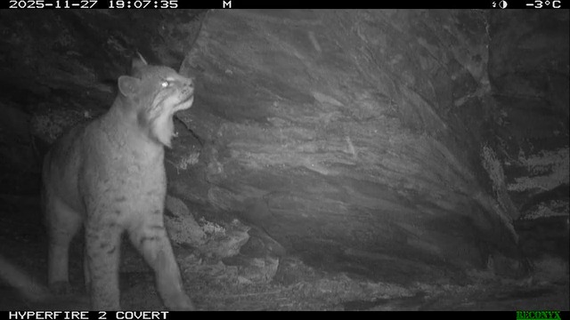 Хан и его подружка Рваное Ушко все чаще попадают в объектив камер