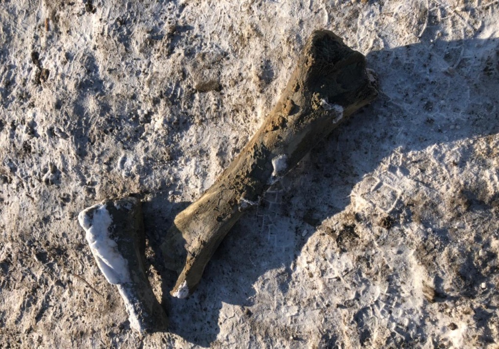 Находки мамонтов. Находки костей Мамонтов в Домодедово. Кости мамонта в Илекском районе.
